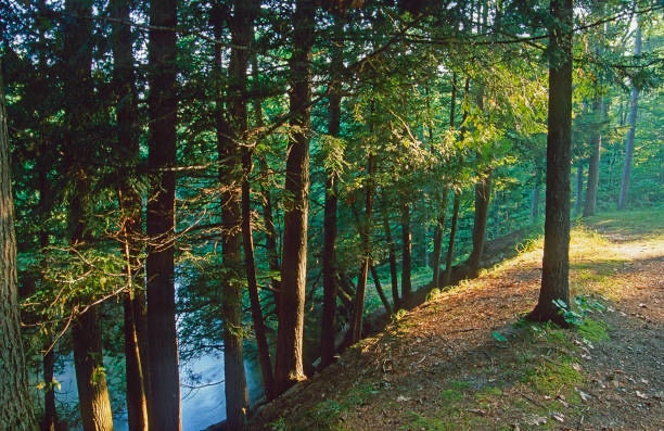 Golden light filtering through pine forest along the river bank