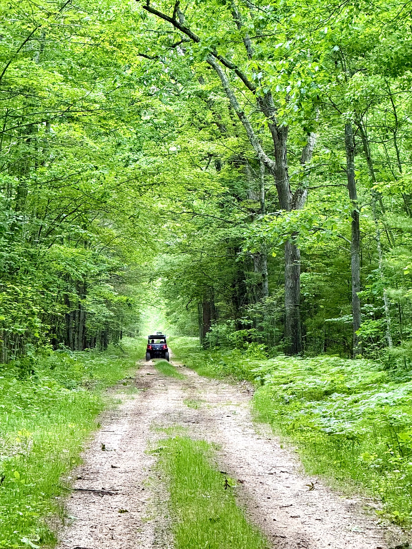 Dirt trail winding through lush Michigan forest and greenery